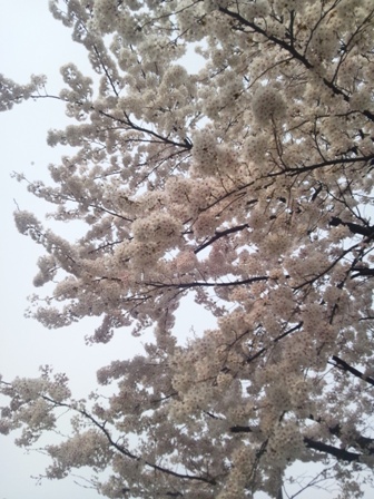桜2