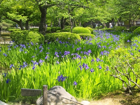 先週が菖蒲の見ごろだったようです.